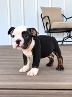 Sasha, a female English Bulldog for sale in Beatrice, NE – 1 of 5