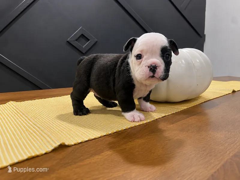 Sasha – English Bulldog puppy for sale in Beatrice, NE