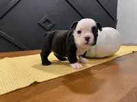 Sasha, a female English Bulldog for sale in Beatrice, NE – 1 of 3
