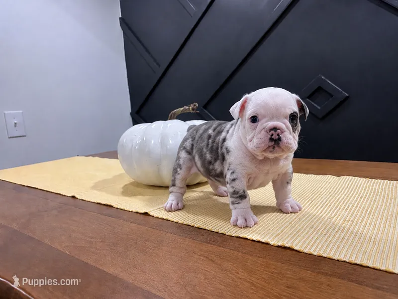 Sterling – English Bulldog puppy for sale in Beatrice, NE