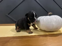Selena, a female English Bulldog for sale in Beatrice, NE – 4 of 4