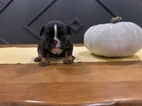 Selena, a female English Bulldog for sale in Beatrice, NE – 3 of 4