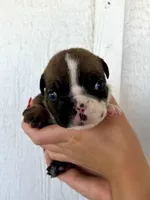Scarlet, a female English Bulldog for sale in Beatrice, NE – 4 of 4