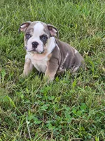 Sadie, a female English Bulldog for sale in Beatrice, NE – 3 of 4