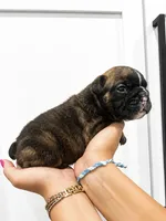 Gabs, a female English Bulldog for sale in Beatrice, NE – 3 of 3