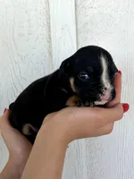 Selena, a female English Bulldog for sale in Beatrice, NE – 4 of 4