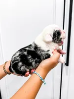Ginny, a female English Bulldog for sale in Beatrice, NE – 2 of 3