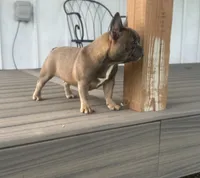 Thurman, a male French Bulldog for sale in Beatrice, NE – 4 of 4