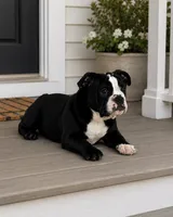 Magz, a female English Bulldog for sale in Beatrice, NE – 3 of 3