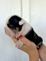 Smokey, a male English Bulldog for sale in Beatrice, NE – 3 of 5