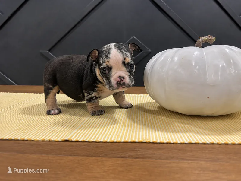 Sophie – English Bulldog puppy for sale in Beatrice, NE