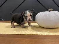 Sophie, a female English Bulldog for sale in Beatrice, NE – 1 of 3