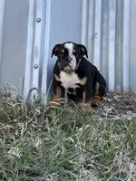 Sambo, a male English Bulldog for sale in Beatrice, NE – Photo 6 of 6