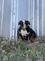 Sambo, a male English Bulldog for sale in Beatrice, NE – Photo 5 of 6