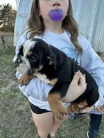 Sambo, a male English Bulldog for sale in Beatrice, NE – Photo 3 of 6
