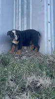 Sambo, a male English Bulldog for sale in Beatrice, NE – Photo 2 of 6