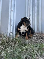 Sambo, a male English Bulldog for sale in Beatrice, NE – Photo 4 of 6