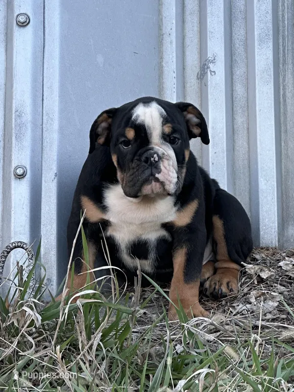 Sambo – English Bulldog puppy for sale in Beatrice, NE