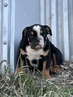Sambo, a male English Bulldog for sale in Beatrice, NE – Photo 1 of 6