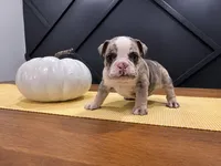 Sadie, a female English Bulldog for sale in Beatrice, NE – 4 of 4