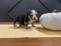 Sophie, a female English Bulldog for sale in Beatrice, NE – 3 of 3