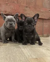 Betsy, a female French Bulldog for sale in Beatrice, NE – Photo 2 of 7