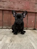 Betsy, a female French Bulldog for sale in Beatrice, NE – Photo 1 of 7