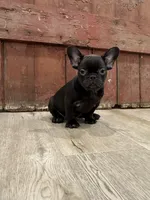 Betsy, a female French Bulldog for sale in Beatrice, NE – Photo 5 of 7