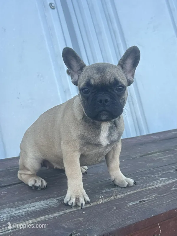 Thea – French Bulldog puppy for sale in Beatrice, NE