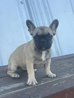 Thea, a female French Bulldog for sale in Beatrice, NE – Photo 1 of 5