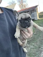 Thea, a female French Bulldog for sale in Beatrice, NE – Photo 5 of 5