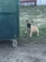 Thea, a female French Bulldog for sale in Beatrice, NE – Photo 4 of 5