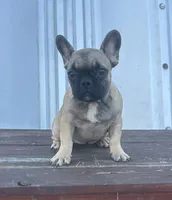 Thea, a female French Bulldog for sale in Beatrice, NE – Photo 2 of 5