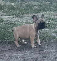 Thea, a female French Bulldog for sale in Beatrice, NE – Photo 3 of 5