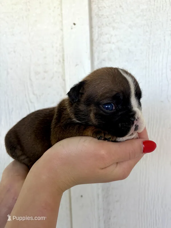 Scarlet – English Bulldog puppy for sale in Beatrice, NE