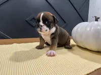 Scarlett, a female English Bulldog for sale in Beatrice, NE – 2 of 4