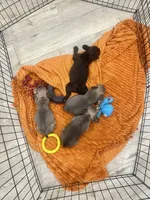 Rose, a female French Bulldog for sale in Beatrice, NE – 5 of 5