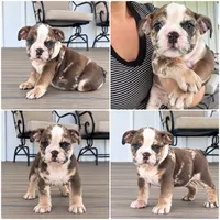 Sadie, a female English Bulldog for sale in Beatrice, NE – 5 of 5