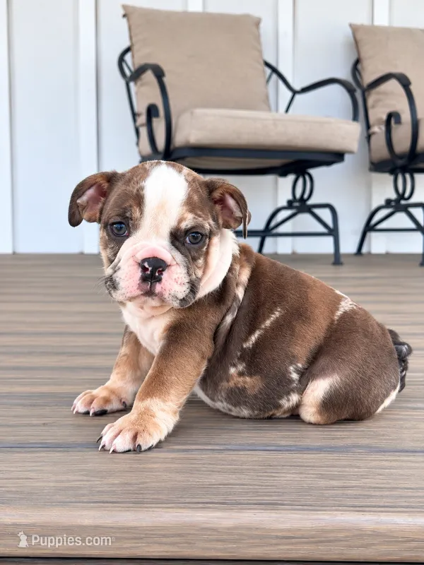 Sadie – English Bulldog puppy for sale in Beatrice, NE