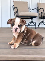 Sadie, a female English Bulldog for sale in Beatrice, NE – 1 of 5