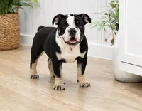 Soncho, a male English Bulldog for sale in Beatrice, NE – 3 of 3