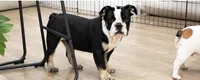 Soncho, a male English Bulldog for sale in Beatrice, NE – 1 of 3