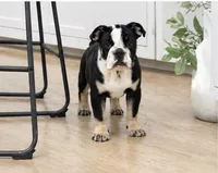 Soncho, a male English Bulldog for sale in Beatrice, NE – 2 of 3