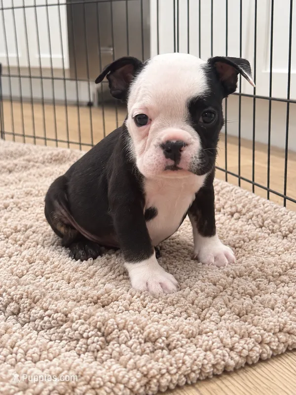 Sasha – English Bulldog puppy for sale in Beatrice, NE