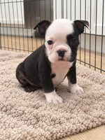 Sasha, a female English Bulldog for sale in Beatrice, NE – 1 of 4