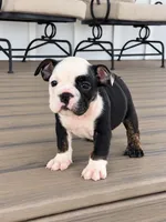 Sasha, a female English Bulldog for sale in Beatrice, NE – 3 of 5