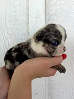 Sirius, a male English Bulldog for sale in Beatrice, NE – 4 of 4