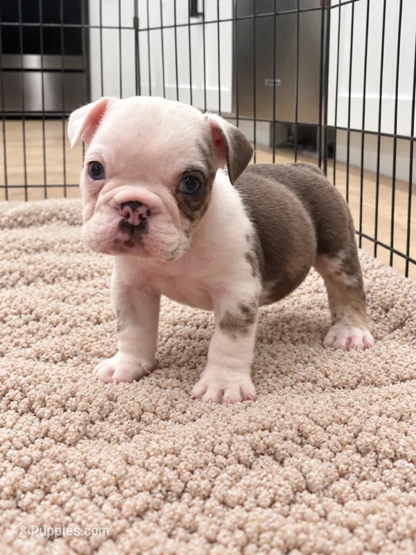 Sterling – English Bulldog puppy for sale in Beatrice, NE