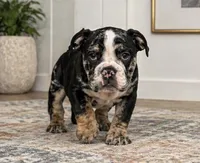 Masters, a male English Bulldog for sale in Beatrice, NE – 2 of 3