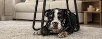 Masters, a male English Bulldog for sale in Beatrice, NE – 3 of 3